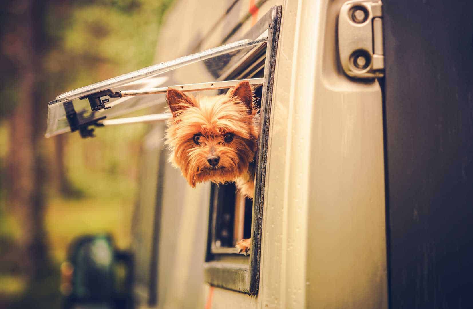 Dogs and Motorhomes shutterstock