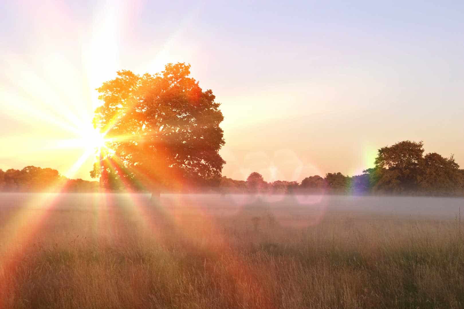 sun shining though the trees