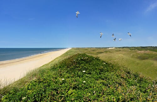 Greenery by the beach
