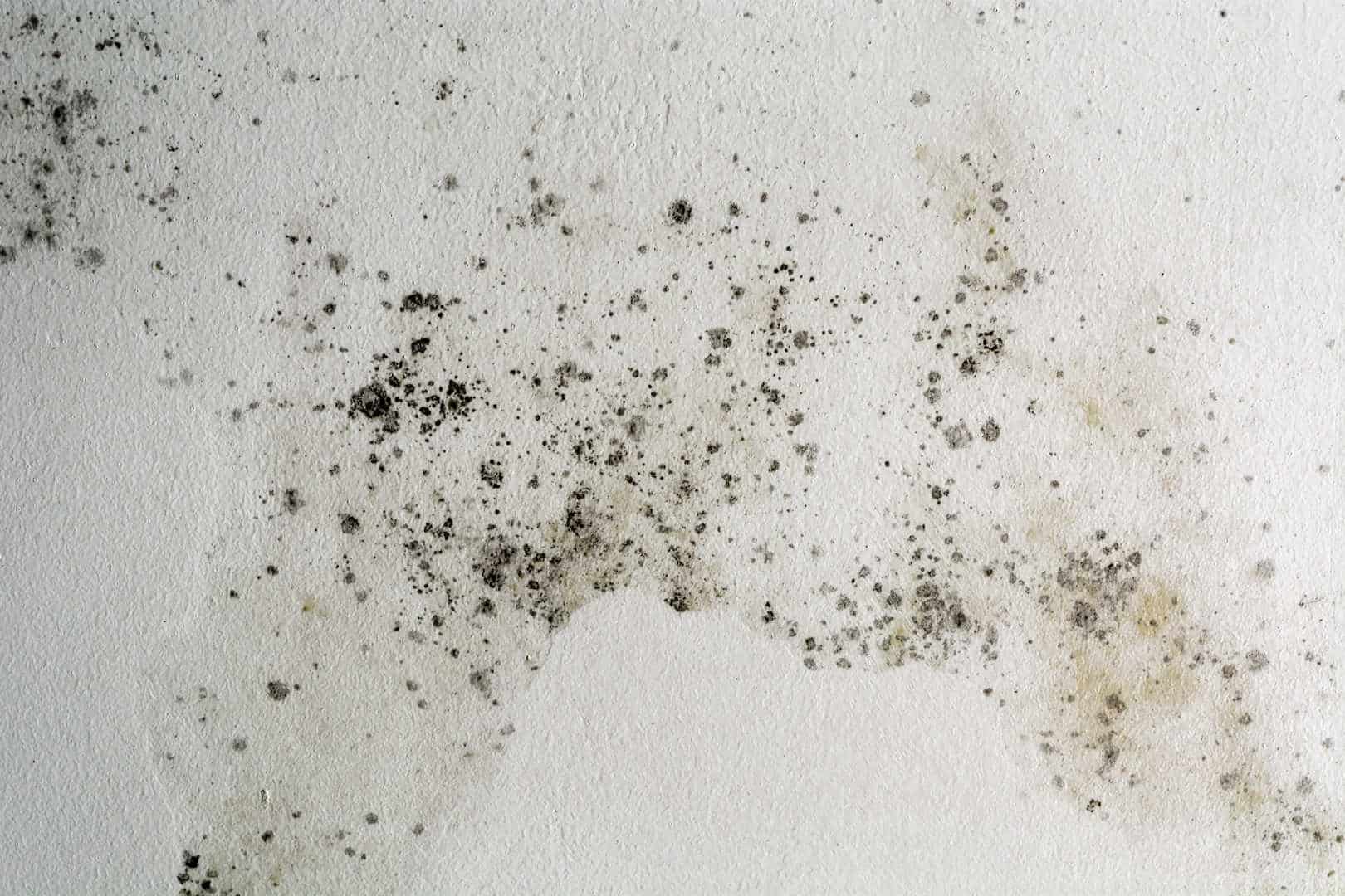 damp damage