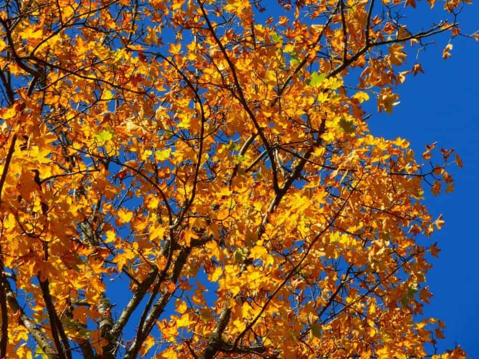 autumn-63271_1920
