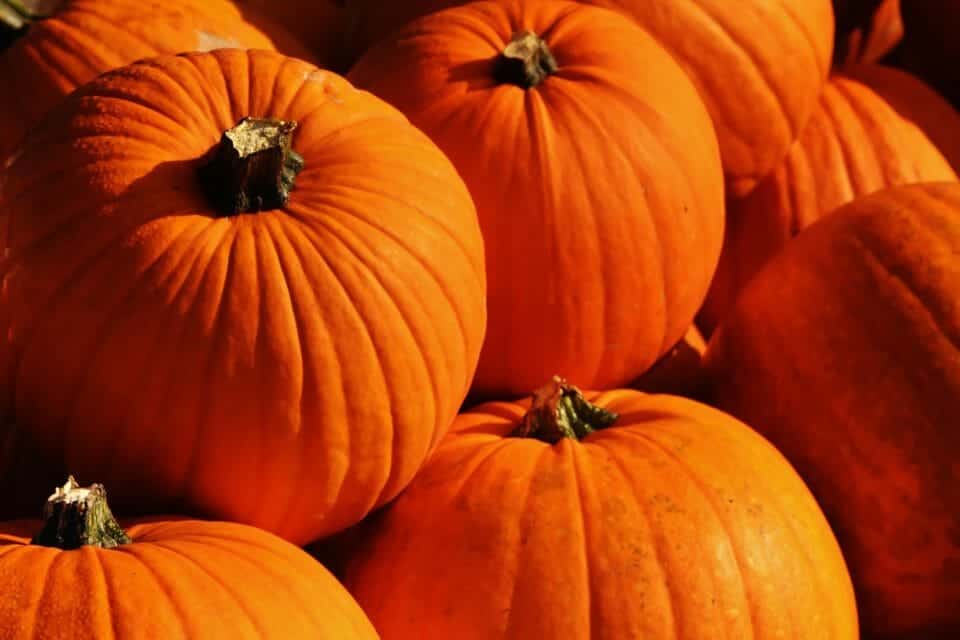 pumpkins-1659946_1920