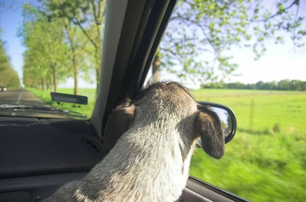 Dog looking out of car window