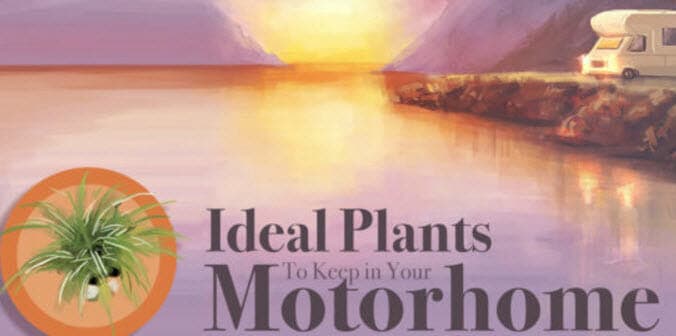 ideal plants to keep in Motorhome