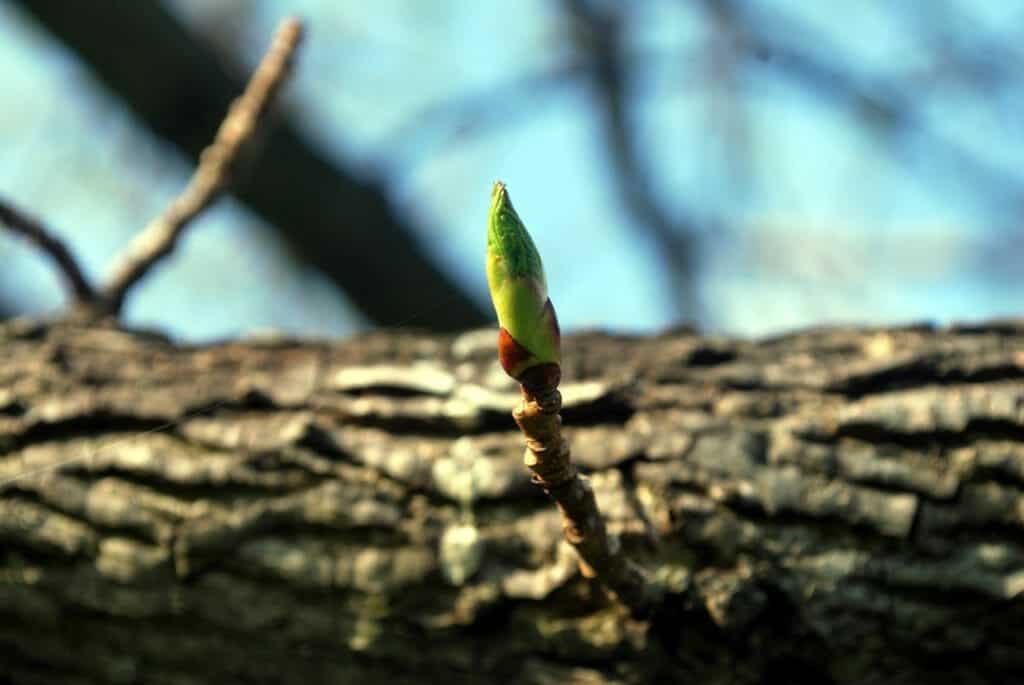 Flower blossoming