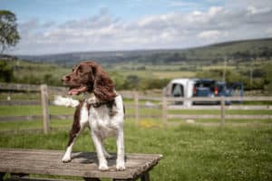 Motorhome Travel with Pets