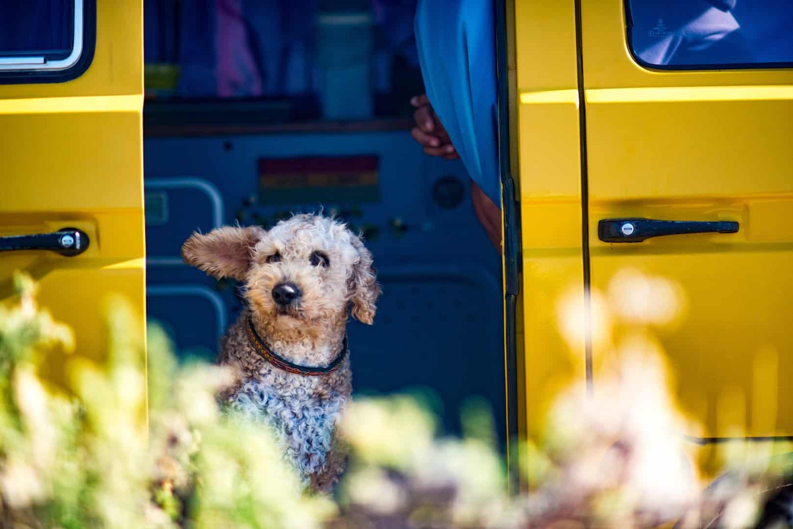 norman-meyer-Lkx_qhrsrWc-unsplash