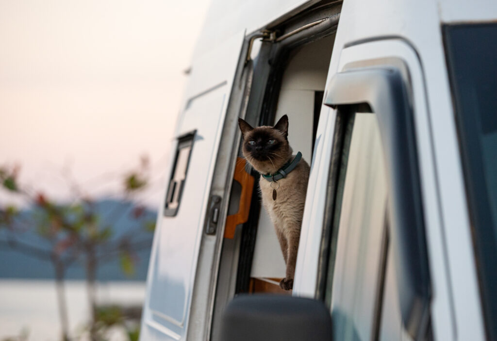 A cat is sitting in the doorway of a camper van. It is looking outside at the beautiful sunset over the lake and mountains. The scene shows nature and outdoor life.