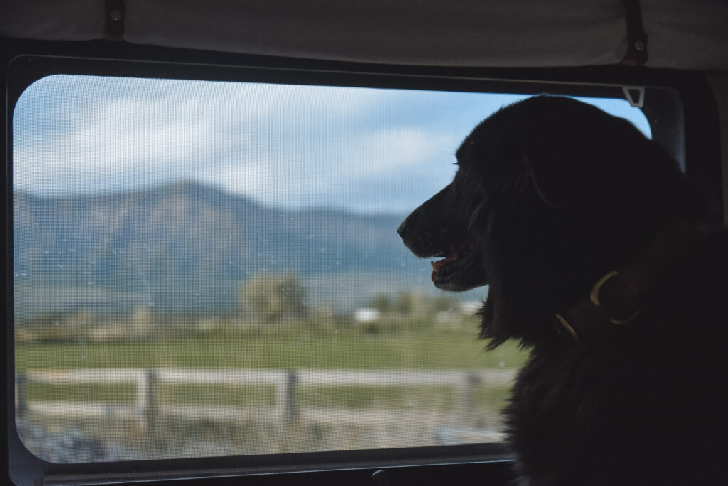 Dog looking out window at farm in Ogden Utah